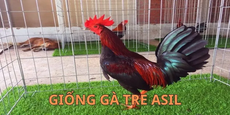 Giống gà tre Asil - Sự lựa chọn lý tưởng cho đá gà cựa sắt