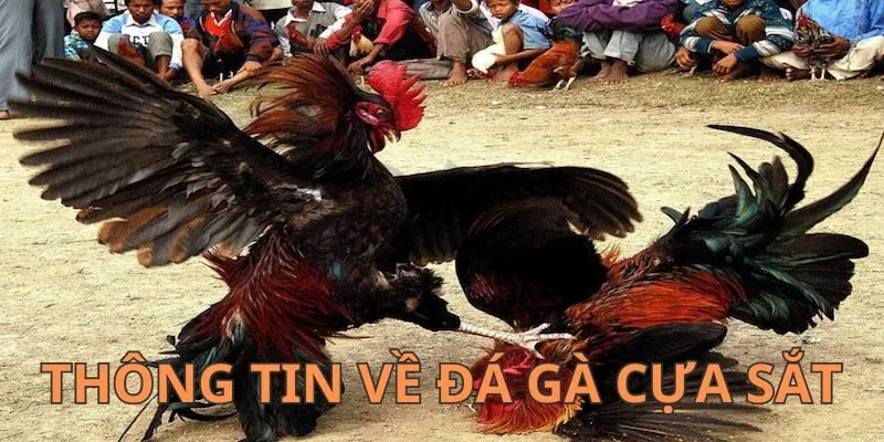 Một số thông tin cơ bản về loại hình đá gà cựa sắt